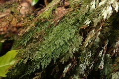 Hymenophyllum australe