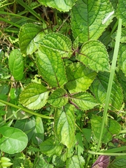 Plectranthus ciliatus