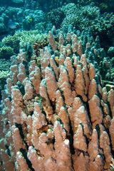 Porites rus