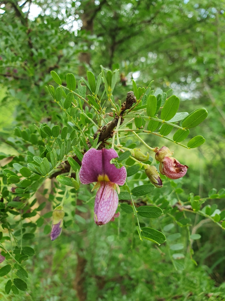 Small caterpillar-pod