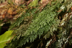 Hymenophyllum australe