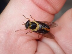 Scaptia pulchra