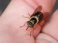Scaptia pulchra