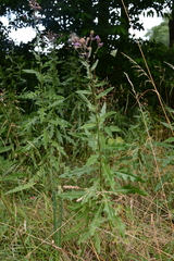 Cirsium arvense