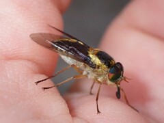 Scaptia pulchra