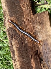 Cormocephalus westwoodi