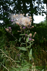 Cirsium arvense