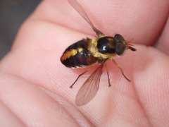 Scaptia pulchra