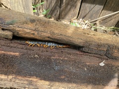 Cormocephalus westwoodi