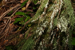 Hymenophyllum australe