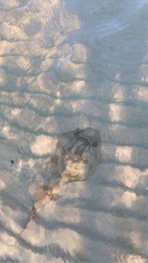 Trygonorrhina dumerilii