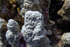 Porites rus