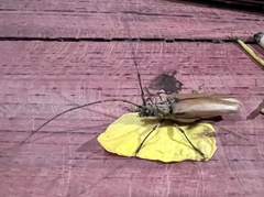 Cerambycoidea