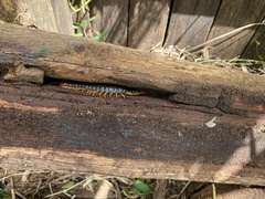 Cormocephalus westwoodi