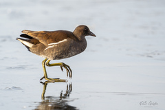 Gallinula chloropus