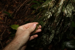 Hymenophyllum australe
