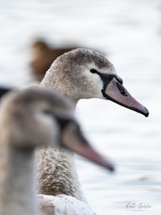 Cygnus olor