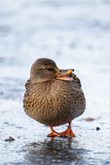 Anas platyrhynchos