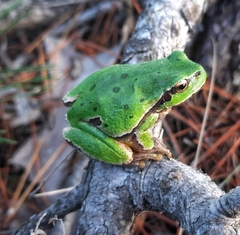 Hyla orientalis
