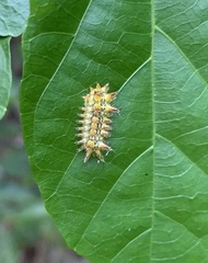 Zygaenoidea