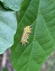 Zygaenoidea