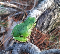 Hyla orientalis