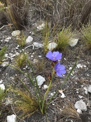 Aristea juncifolia
