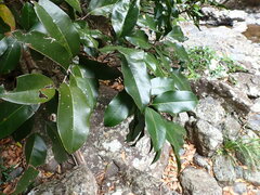 Mischocarpus pyriformis