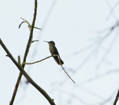 Eupetomena cirrochloris