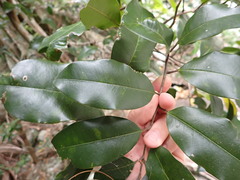 Mischocarpus pyriformis