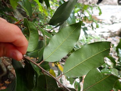 Mischocarpus pyriformis