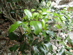 Mischocarpus pyriformis