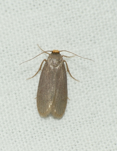 Achroia grisella