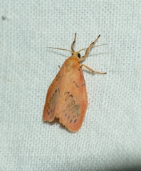 Miltochrista miniata