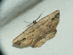 Menophra abruptaria
