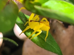 Sidymella rubrosignata