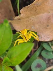 Sidymella rubrosignata