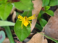 Sidymella rubrosignata