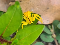 Sidymella rubrosignata