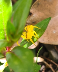 Sidymella rubrosignata