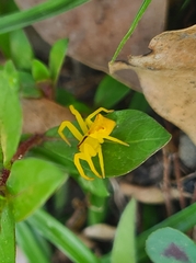 Sidymella rubrosignata