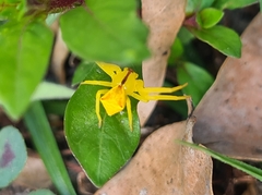 Sidymella rubrosignata