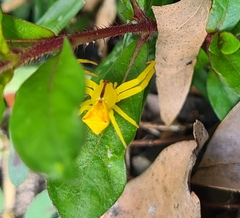 Sidymella rubrosignata
