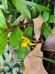 Sidymella rubrosignata