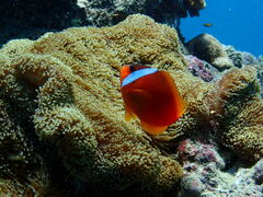 Amphiprion barberi