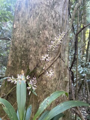 Cordyline rubra