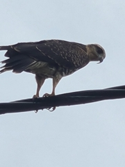 Rostrhamus sociabilis