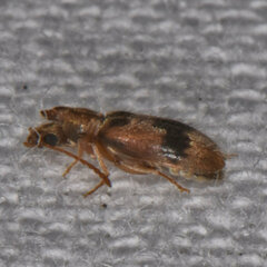 Notoxus desertus