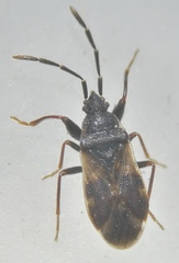 Taphropeltus