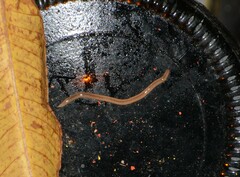 Geonemertes pelaensis